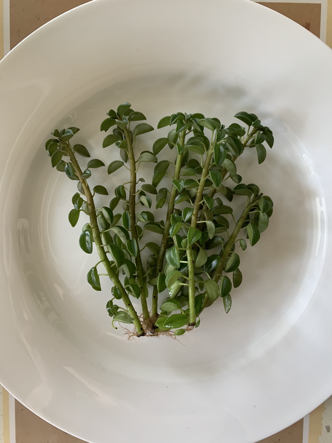 Prayer Pepper Succulent Rooted Cuttings 🧡 thumbnail