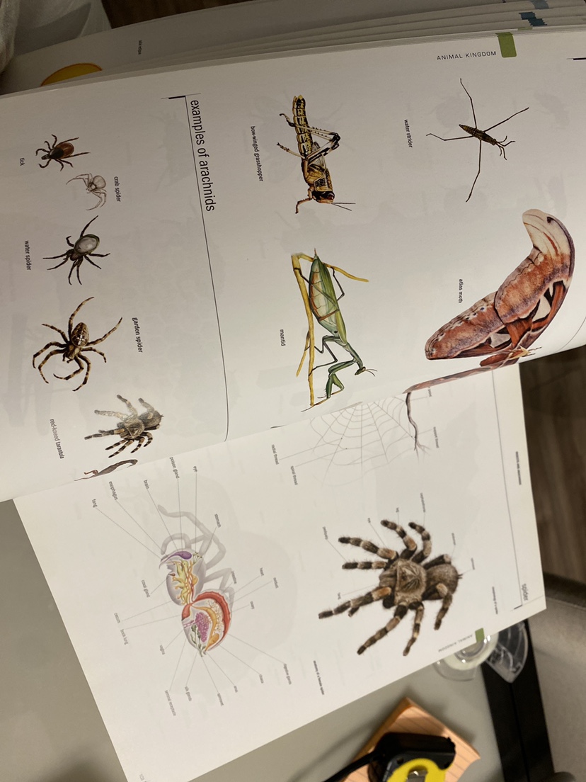 Visual dictionary image indicator(2)