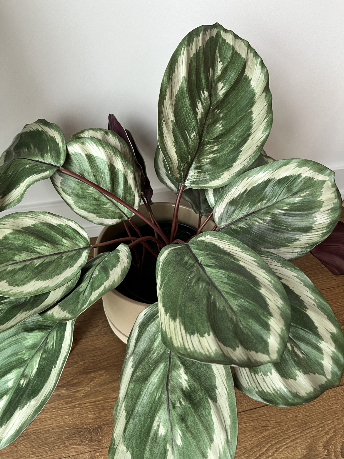 CB2 Faux Plant with Lulu and Georgia Ceramic Planter - photo 3