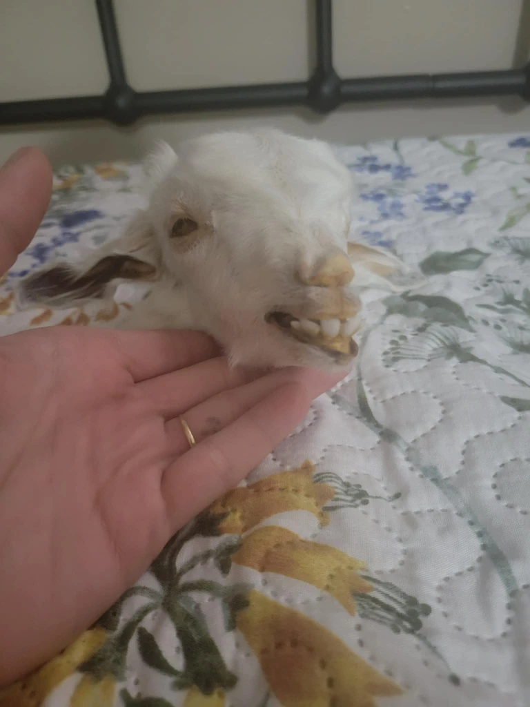 Mummified baby goat head taxidermy - photo 3