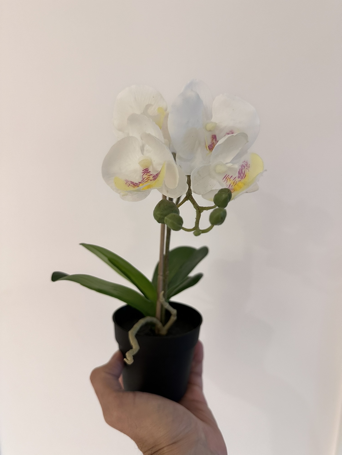 Free small plastic orchid thumbnail