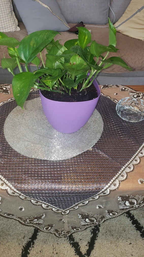plants - photo 5