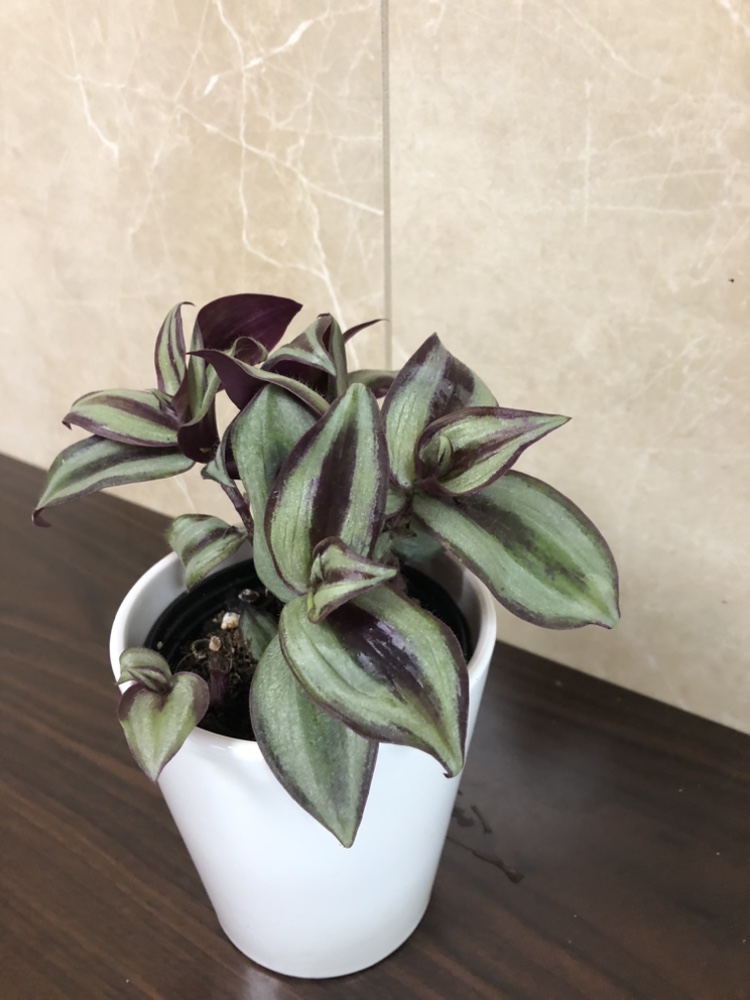4” Tradescantia zebrina with cover pot thumbnail