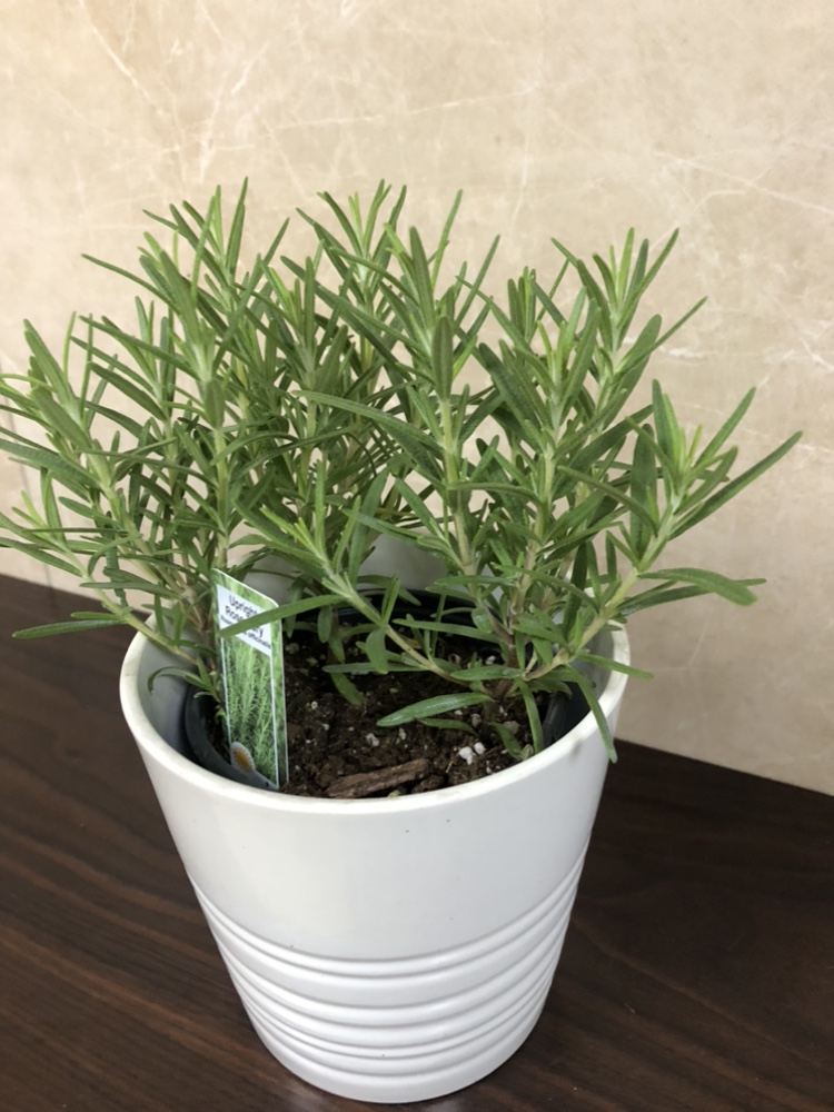 Rosemary plant only $4 add cover pot$8 thumbnail