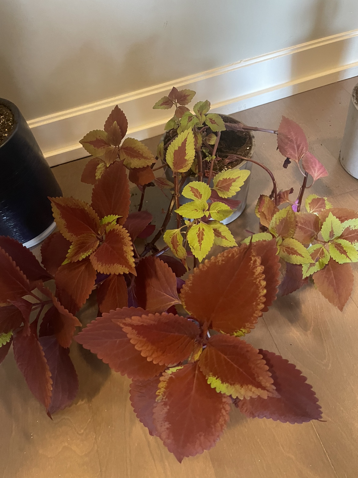 Coleus Plant - photo 3