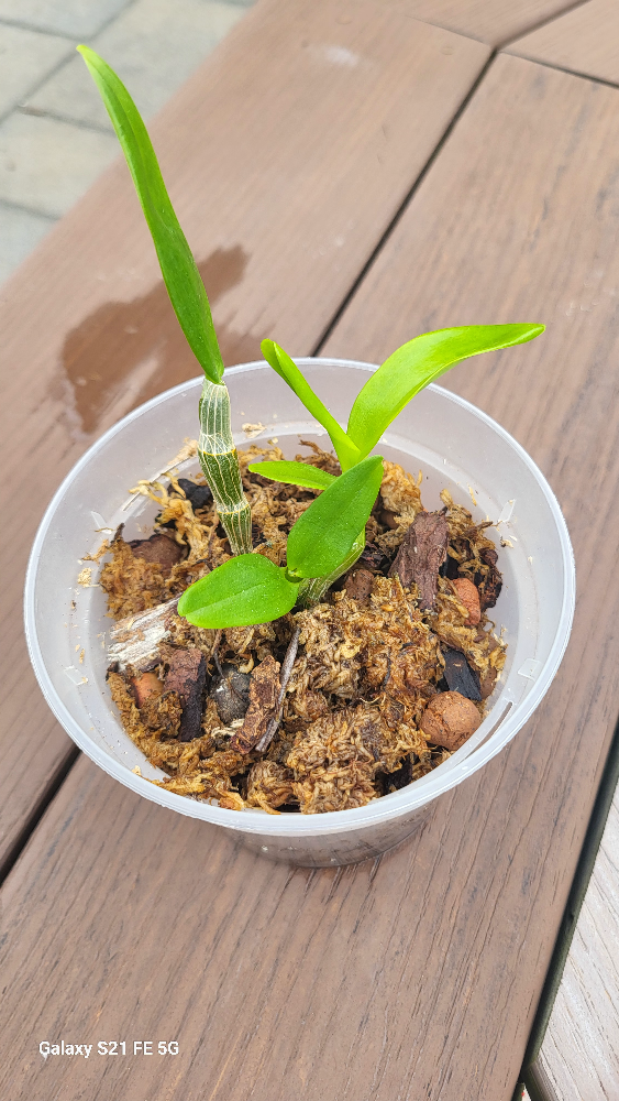 Dendrobium nobile thumbnail