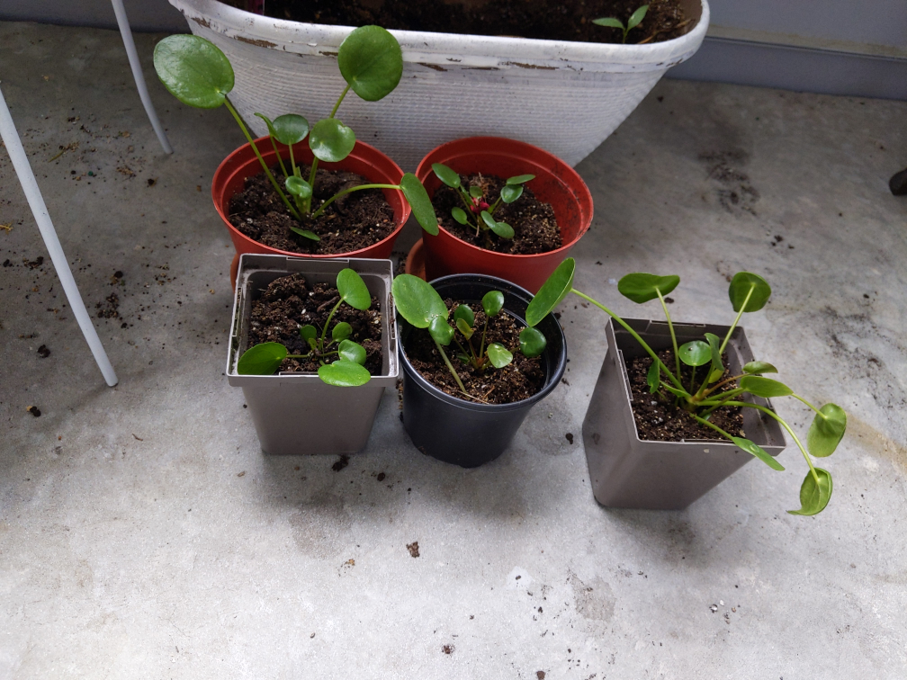 #freecycle pilea plant thumbnail