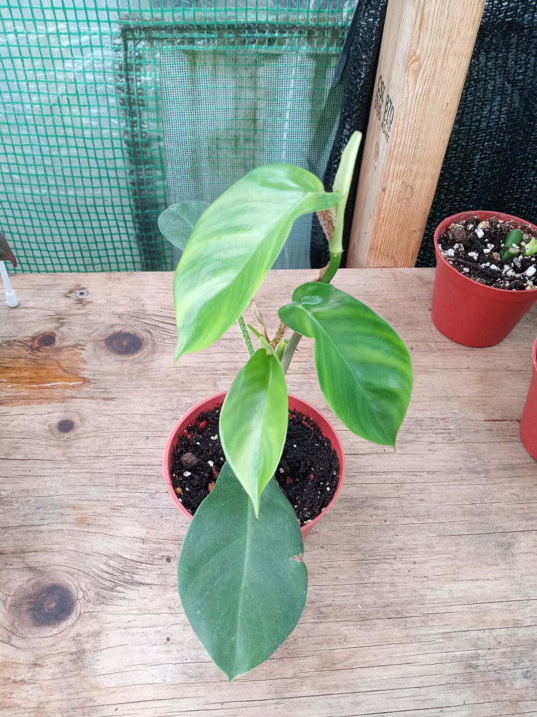Philodendron Squamiferum
