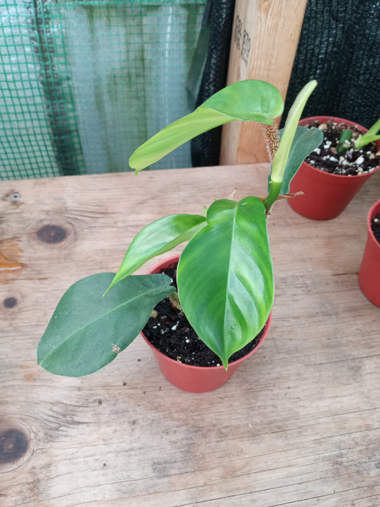 Philodendron Squamiferum - photo 2