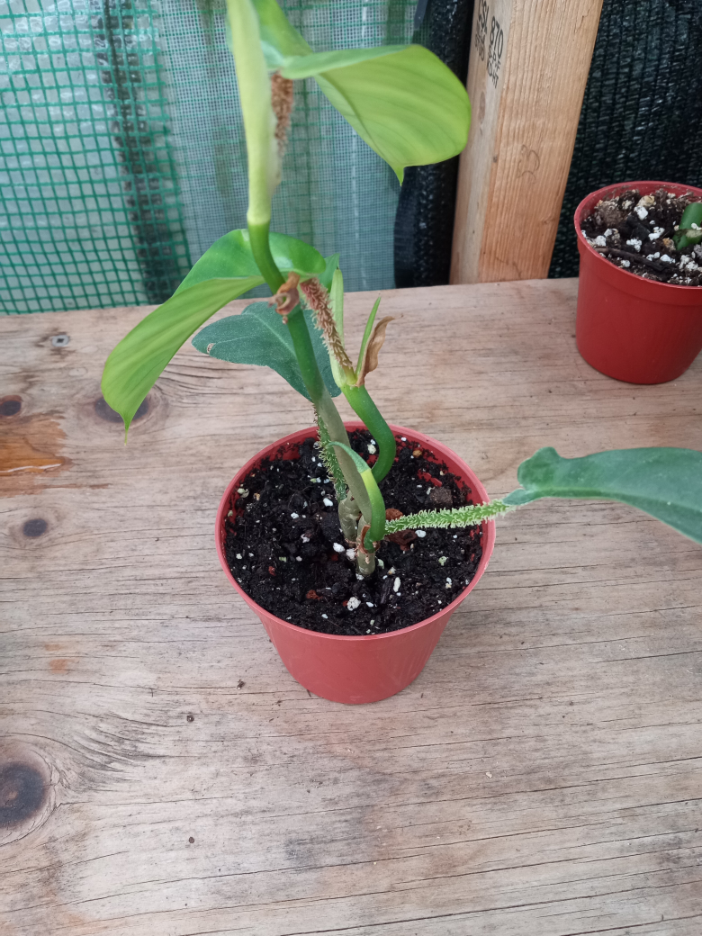 Philodendron Squamiferum - photo 3