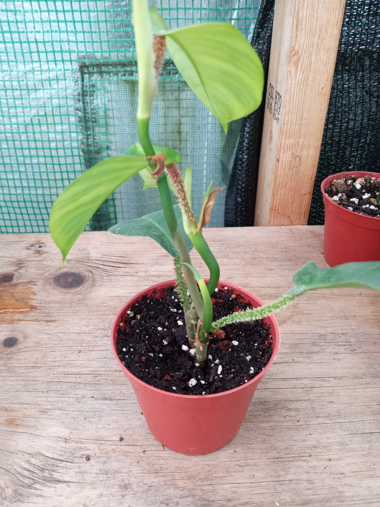 Philodendron Squamiferum - photo 4