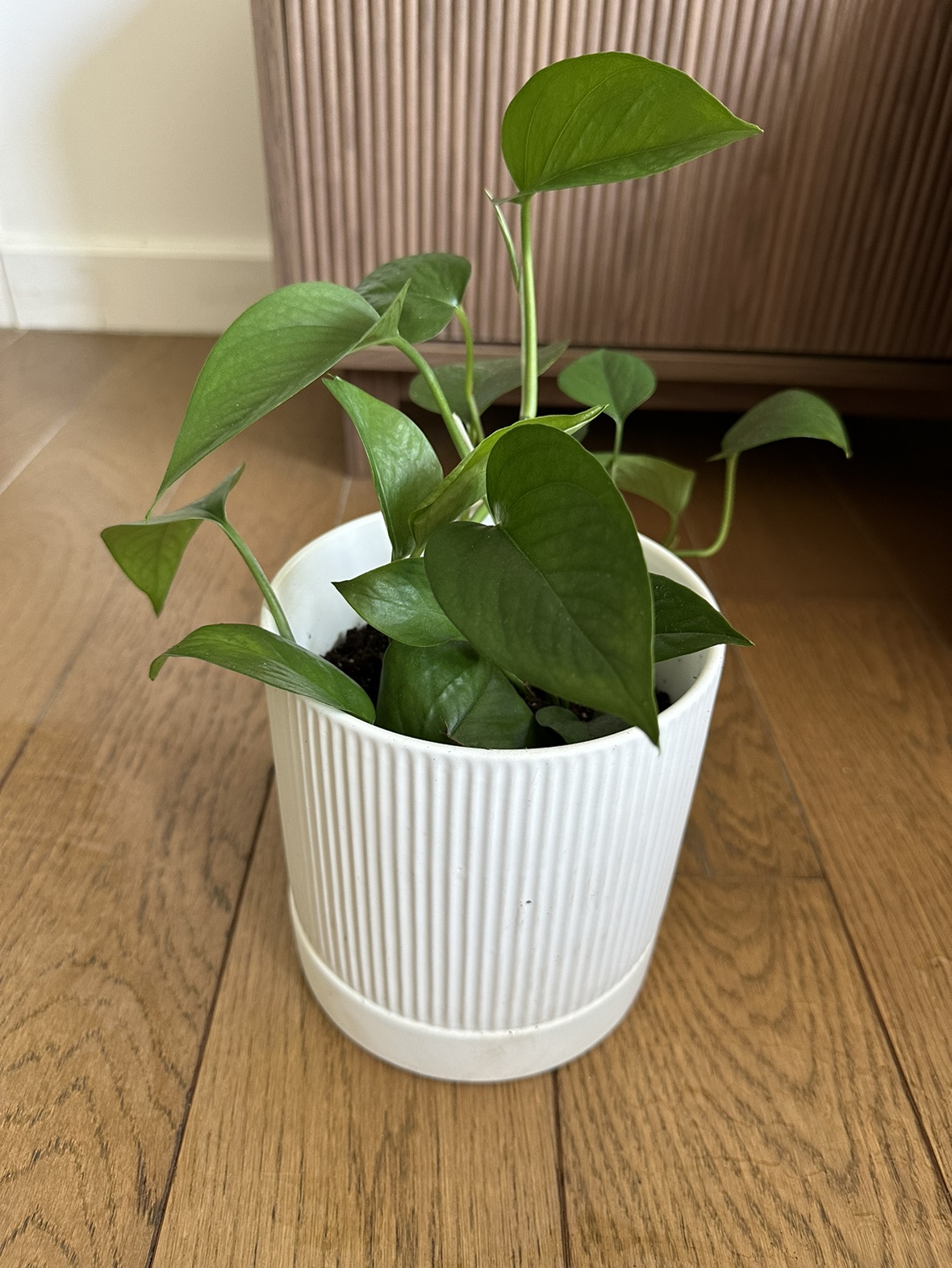 Pothos plant in 6 inch ceramic pot - photo 2