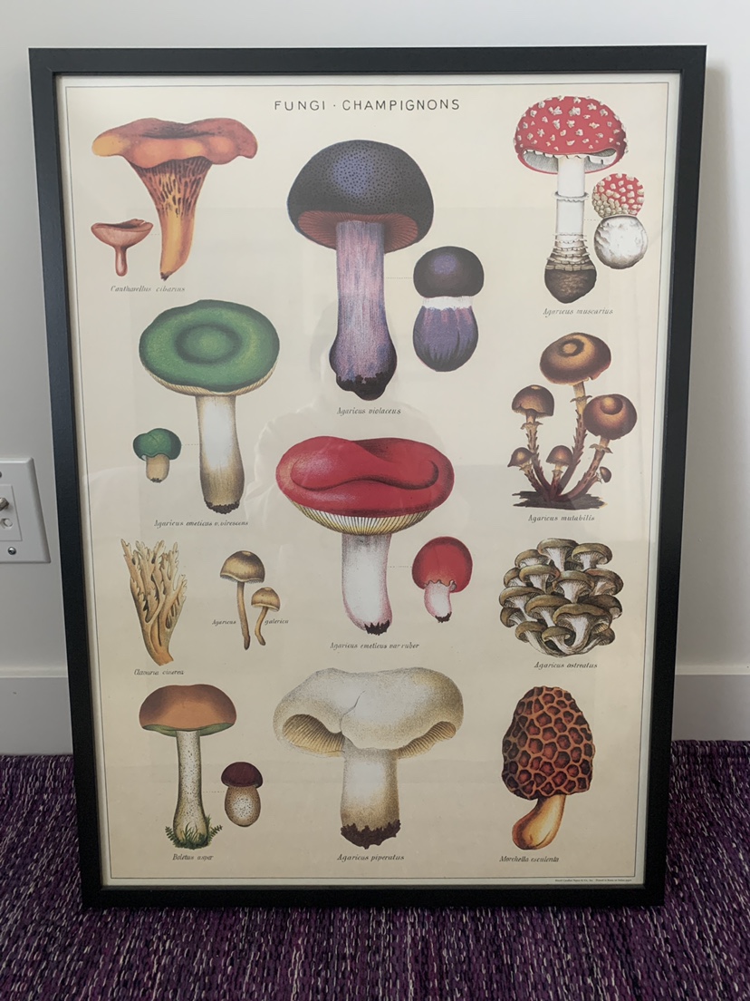 Mushroom lovers #freecycle