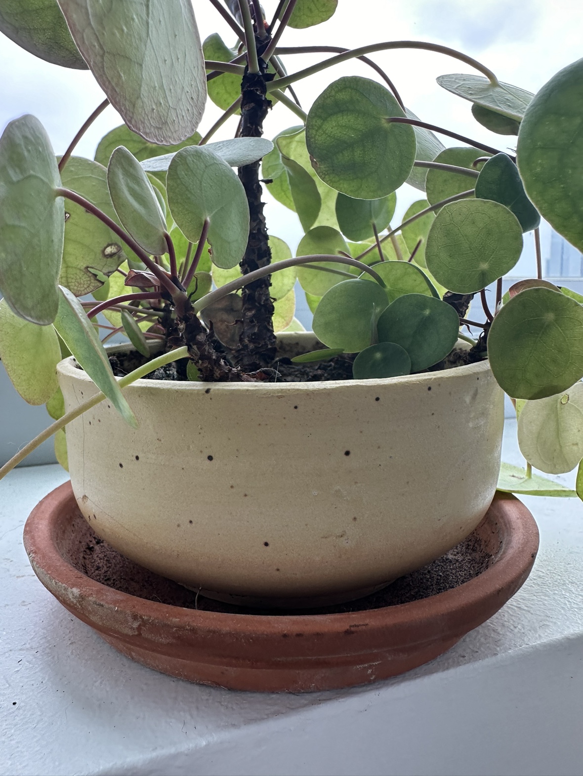 Pilea Chinese Money Plant in Handmade Pot - photo 3