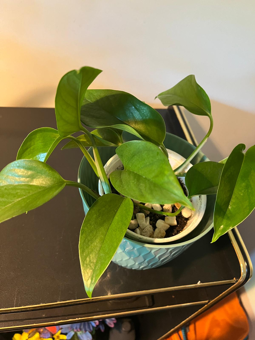 Green and marble pathos (money plant) image indicator(10)