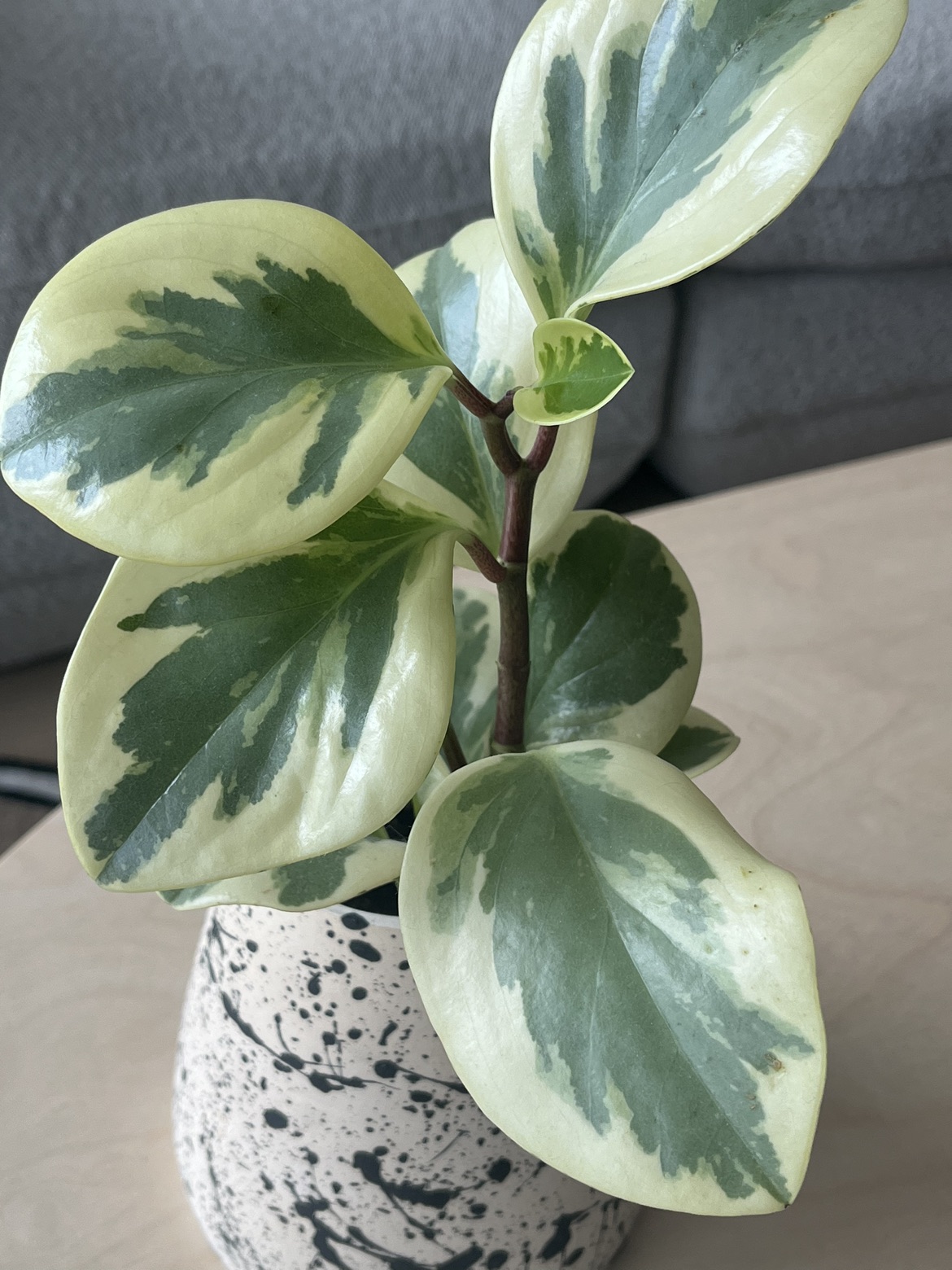 Tineke Rubber Plant with Ceramic Pot - photo 2