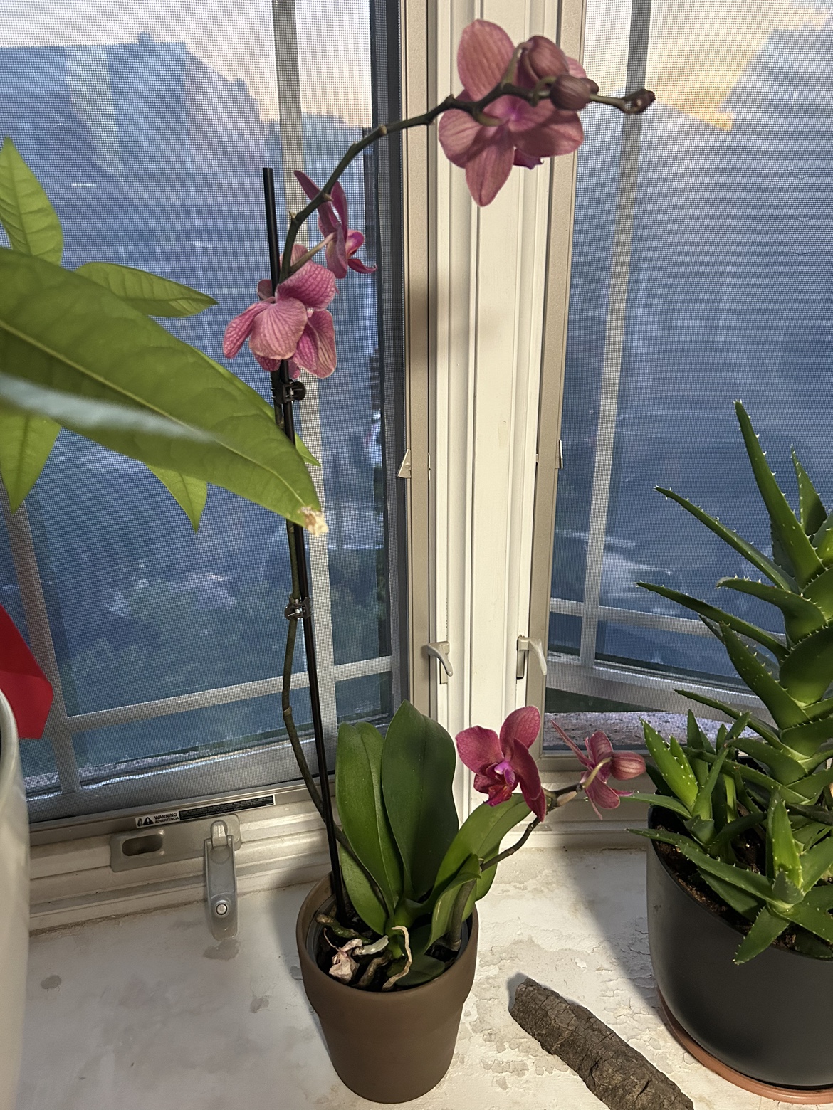 Orchid🧡