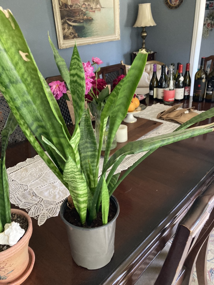 Snake plants - photo 3