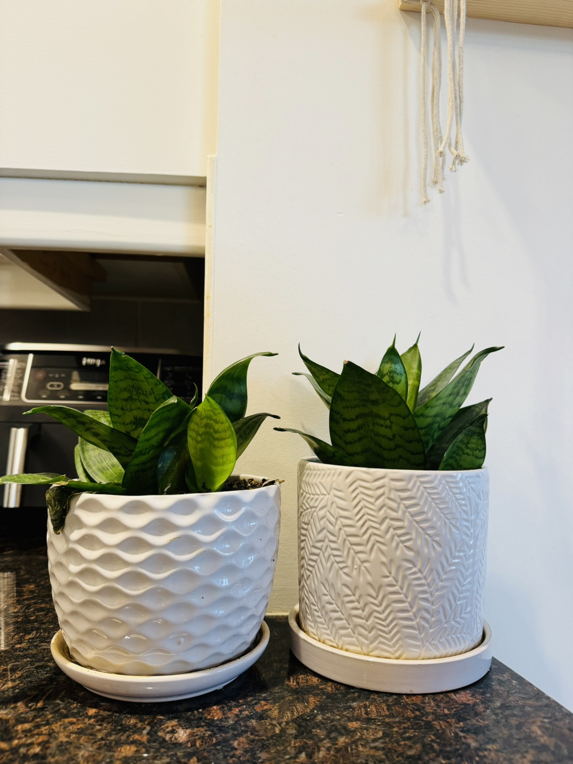 Real plants with pots