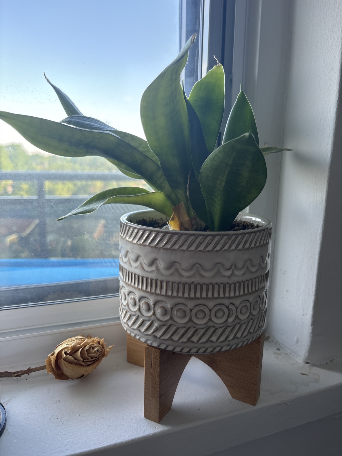 Snake Plants