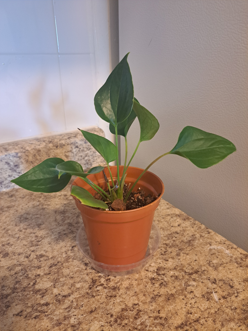 anthuriums image indicator(4)