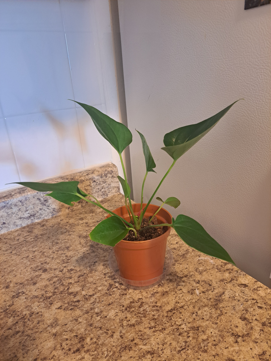 anthuriums image indicator(10)