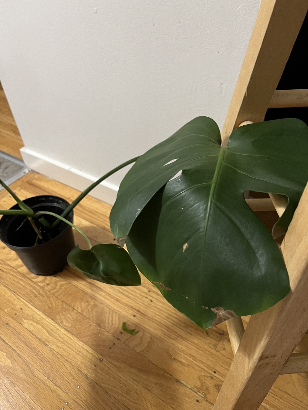 Monstera thumbnail