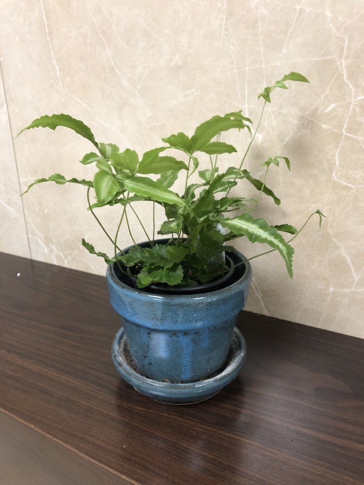 4” fernplant  with planter thumbnail