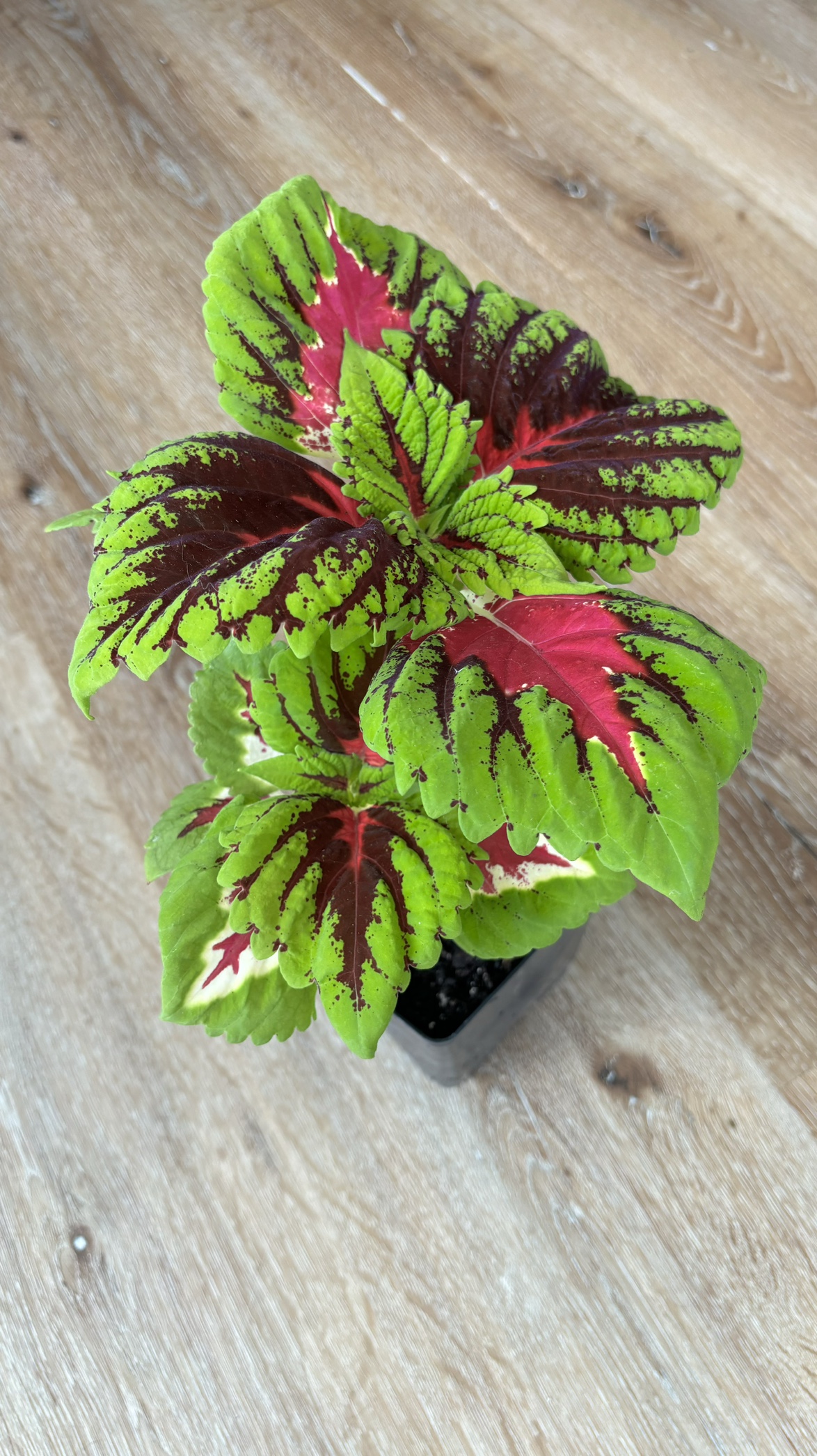Green and red coleus plant thumbnail
