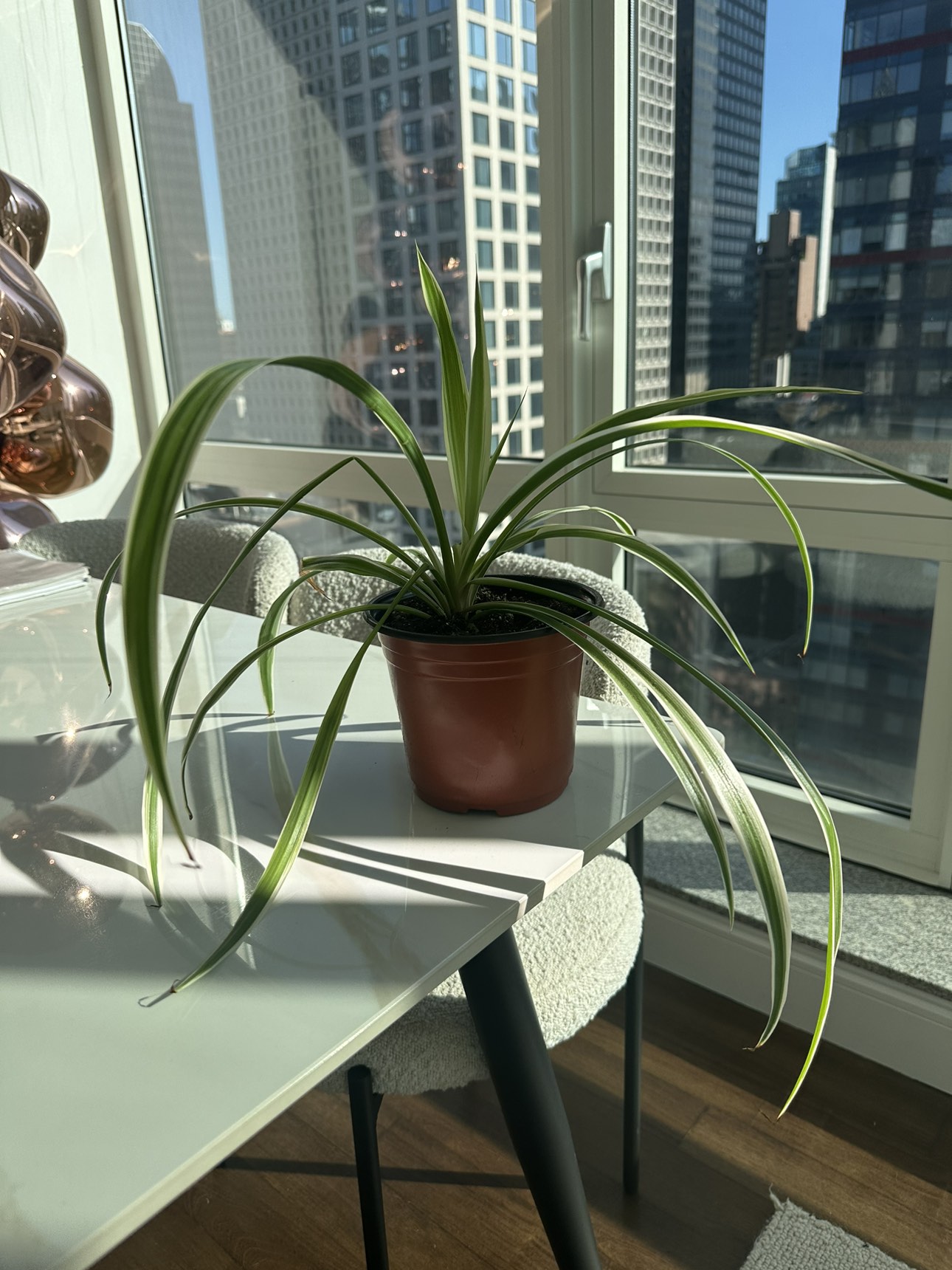 Spider plant - 5 inch pot - photo 4