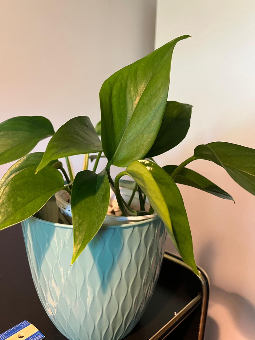 Green and marble pathos (money plant) image indicator(5)