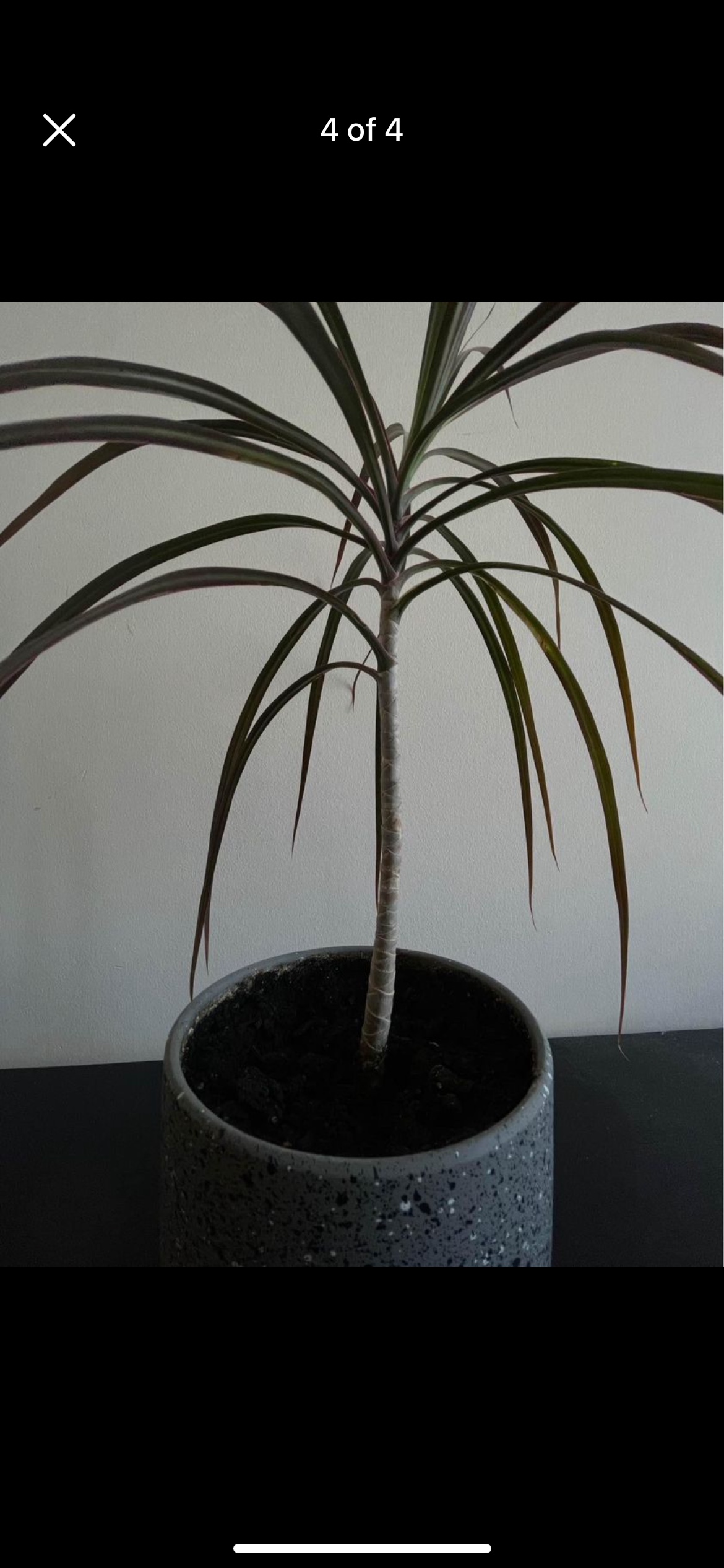 Plant & pot - photo 4