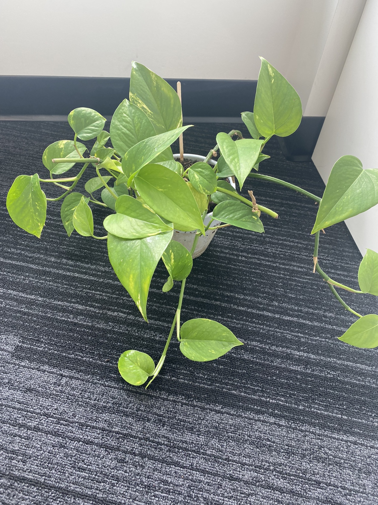 Plant thumbnail