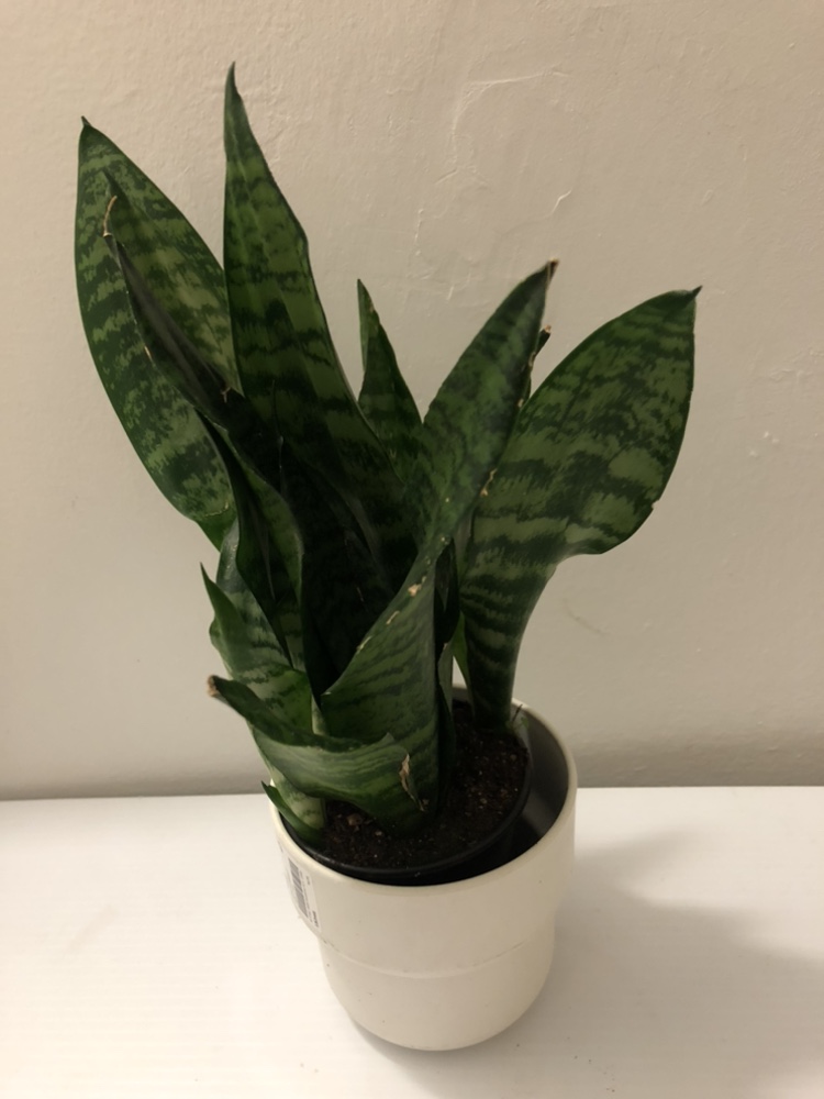 3.5” snake plant $5 add cover pot $8 thumbnail