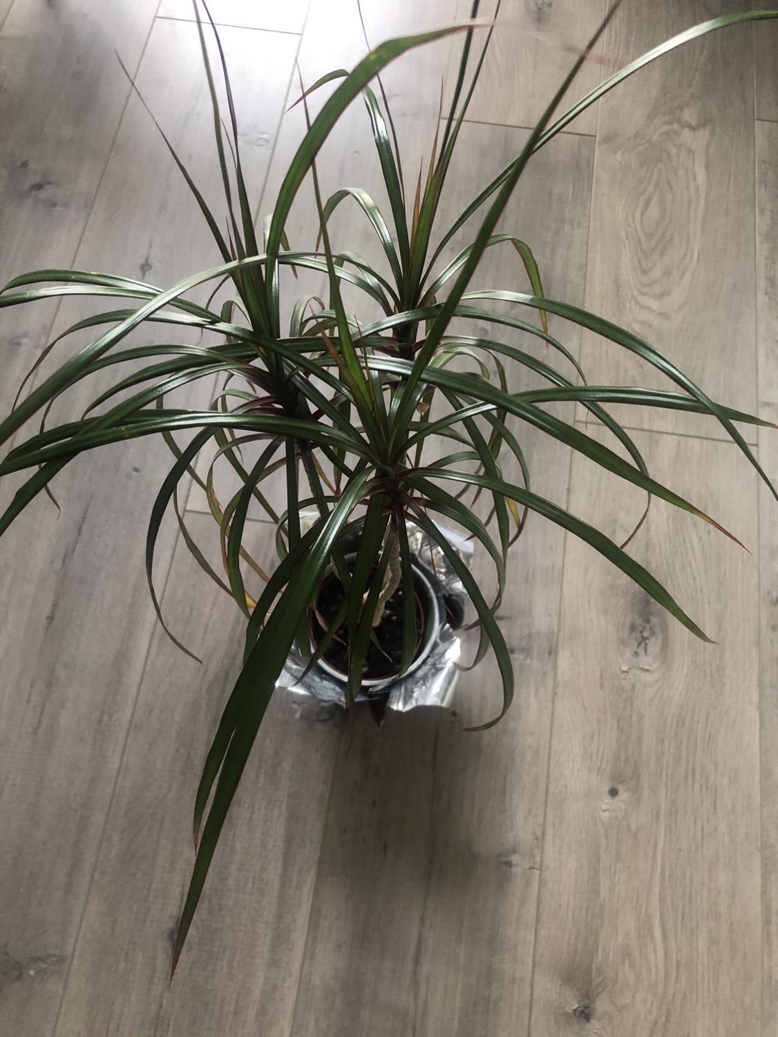 **Dragon Tree (Dracaena marginata) Plant** - photo 2