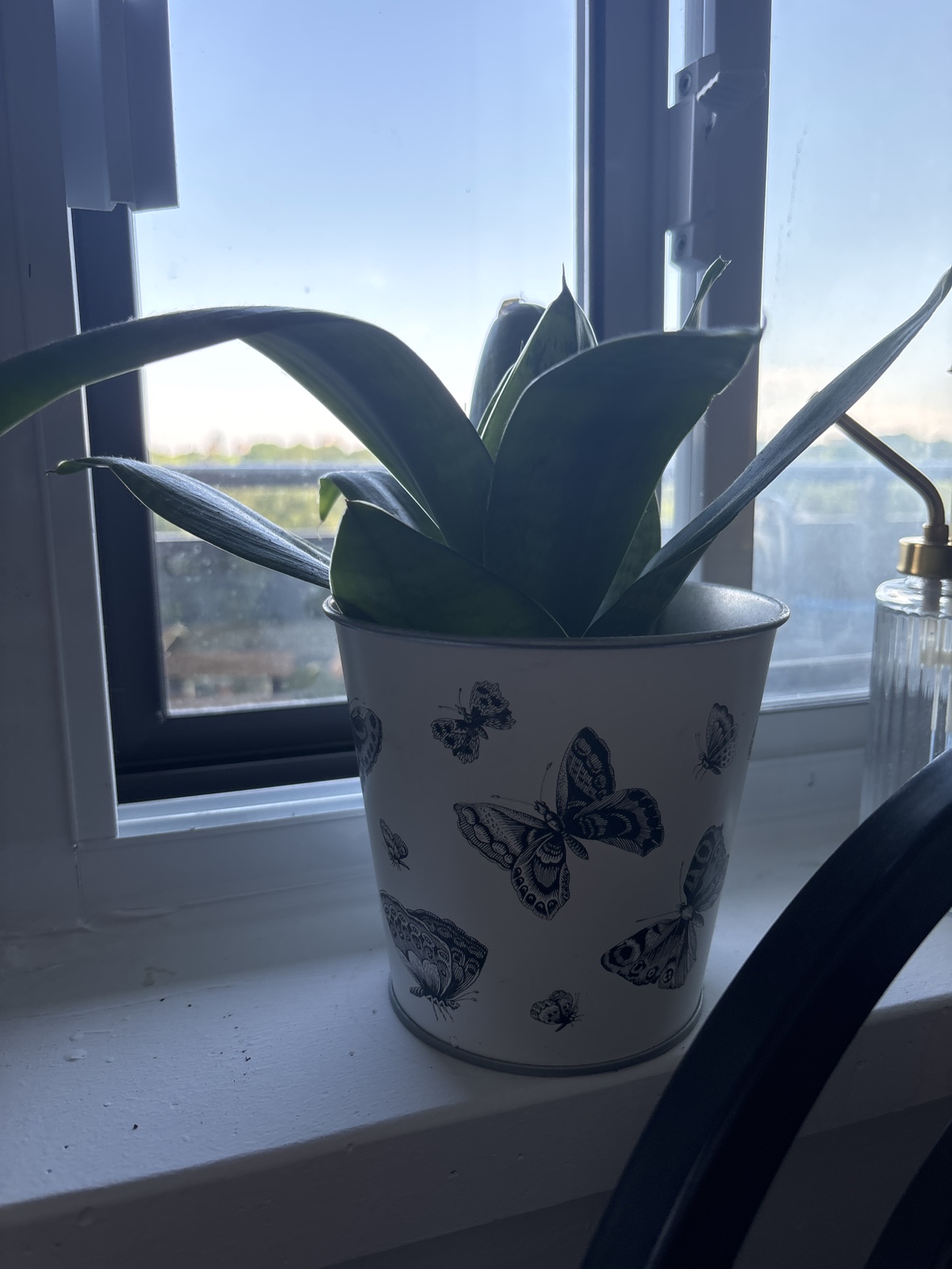 Snake Plant