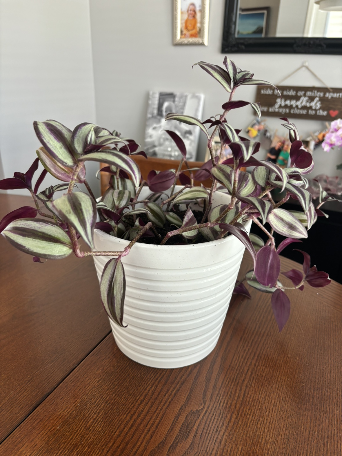 Wondering Jew plant