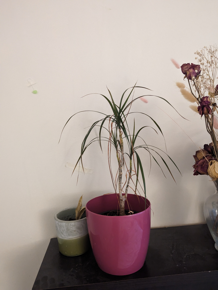 plant with pot image indicator(2)