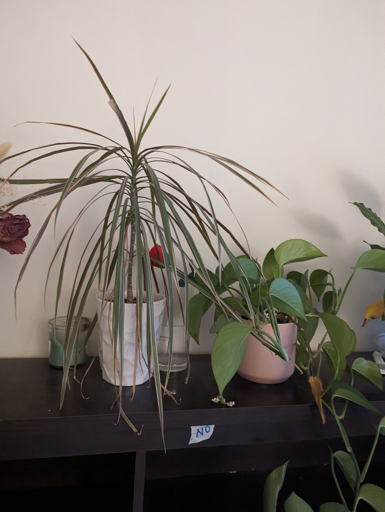 plant with pot image indicator(3)