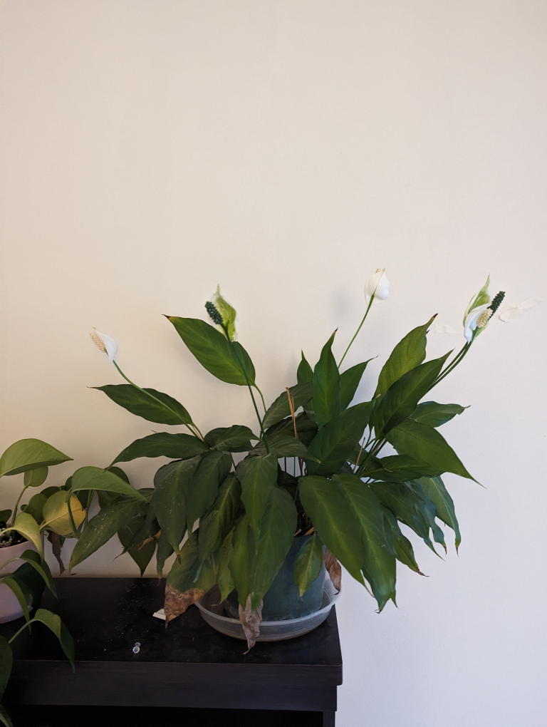 plant with pot image indicator(4)