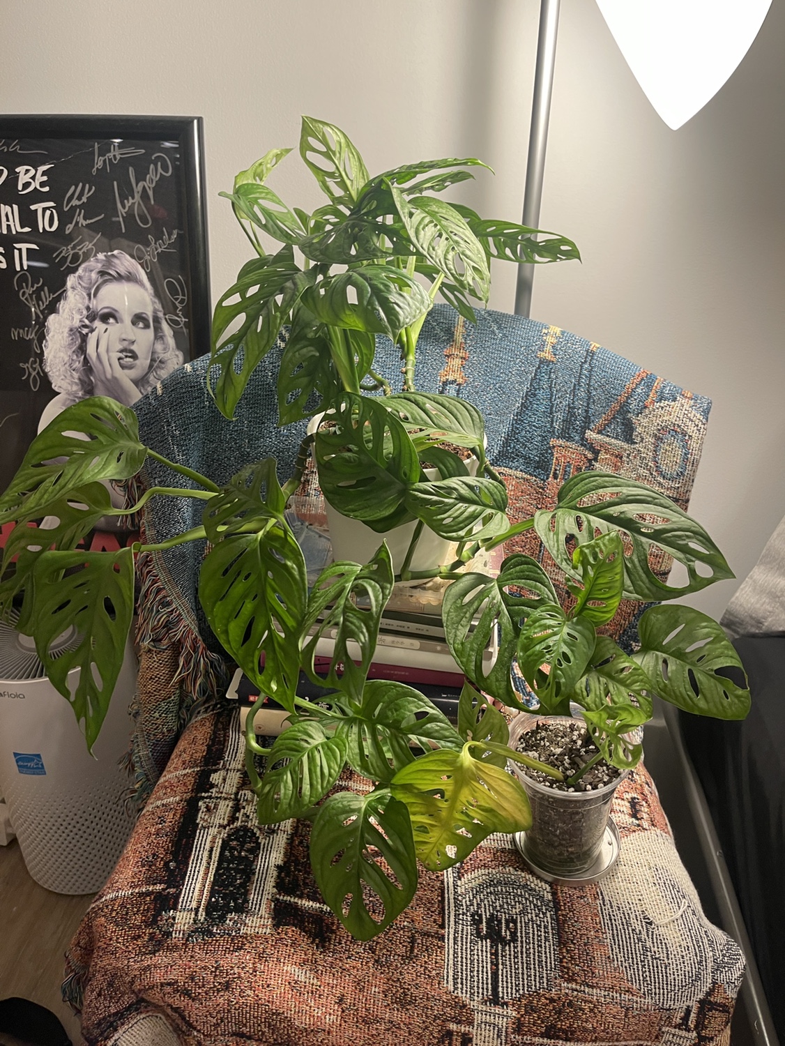 Plants