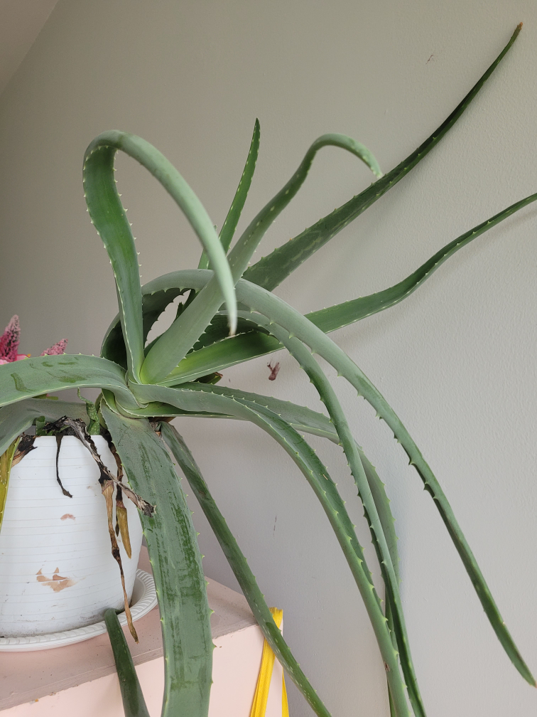 Plant aloe vera looking for better caregiver than me #freecycle