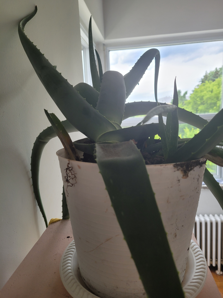 Plant aloe vera looking for better caregiver than me #freecycle - photo 2