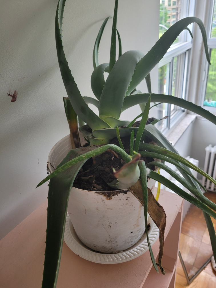 Plant aloe vera looking for better caregiver than me #freecycle - photo 3