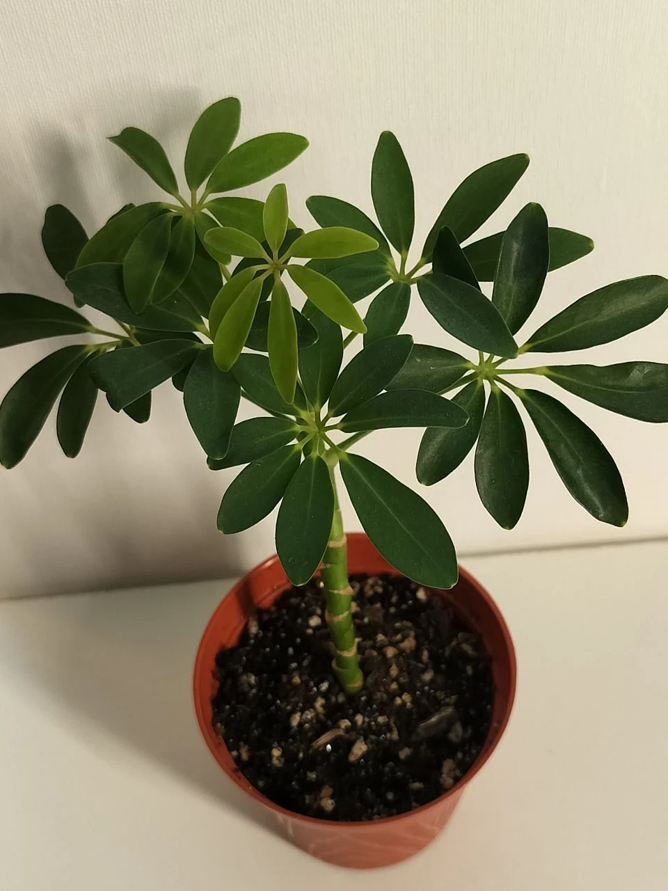 Potted umbrella plant thumbnail