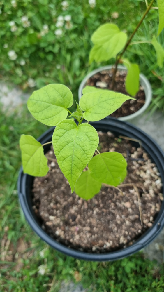 Northern Catalpa (Catalpa Speciosa) Tree Seedling - photo 5