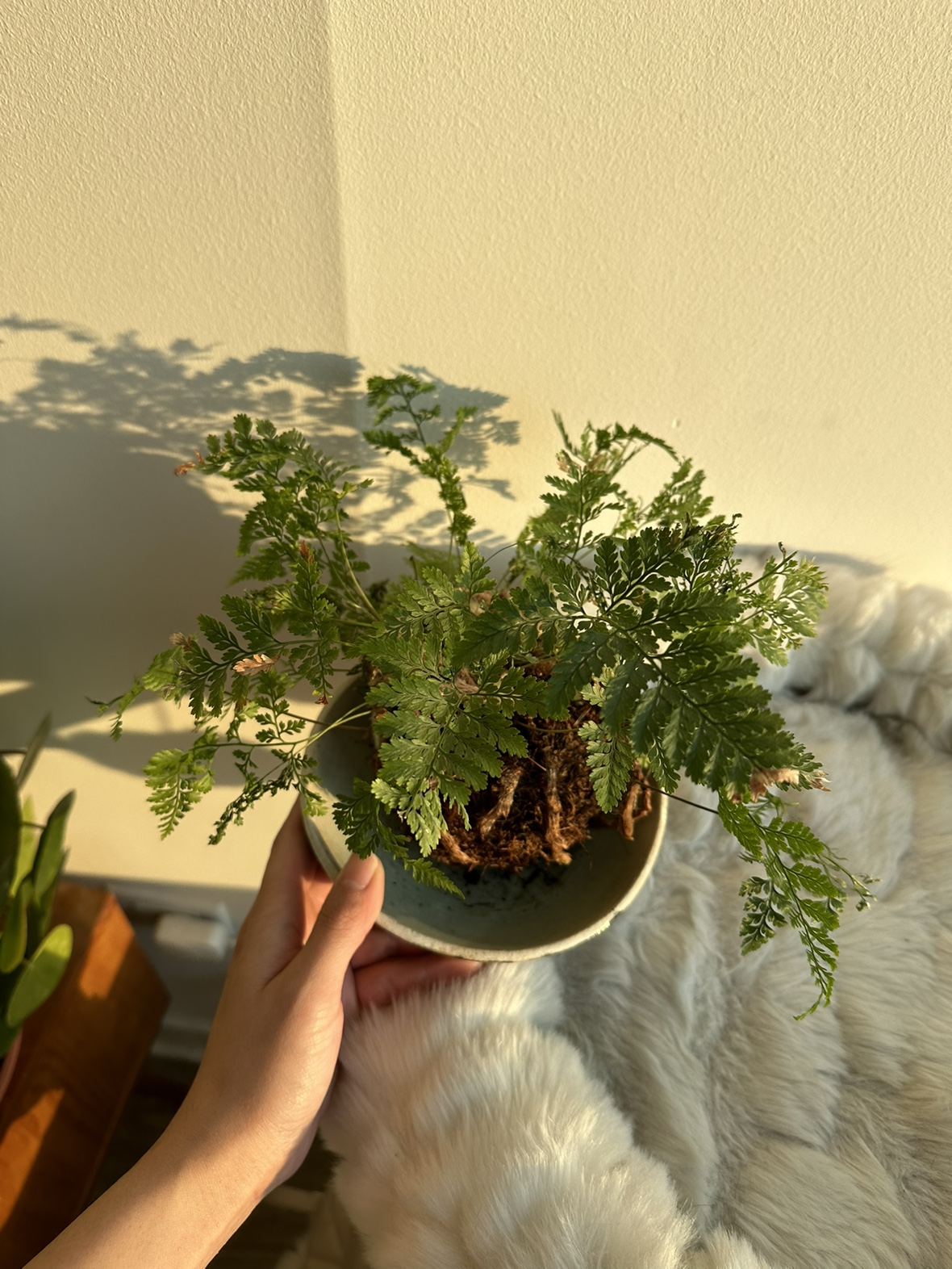 Japanese Moss Ball Kokedama Plant - photo 2