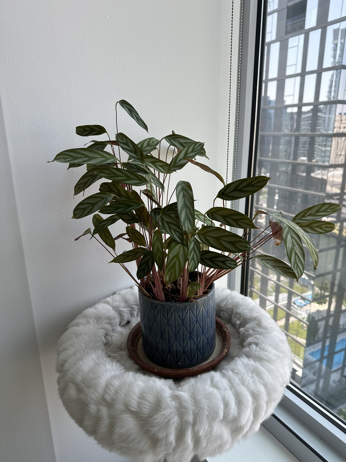 Calathea Plant in Ceramic Planter