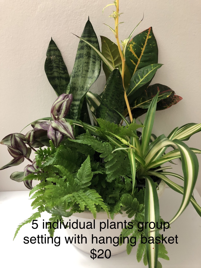 3.5 , croton, Tradescantia zebrina,spider plant,autumn fern thumbnail
