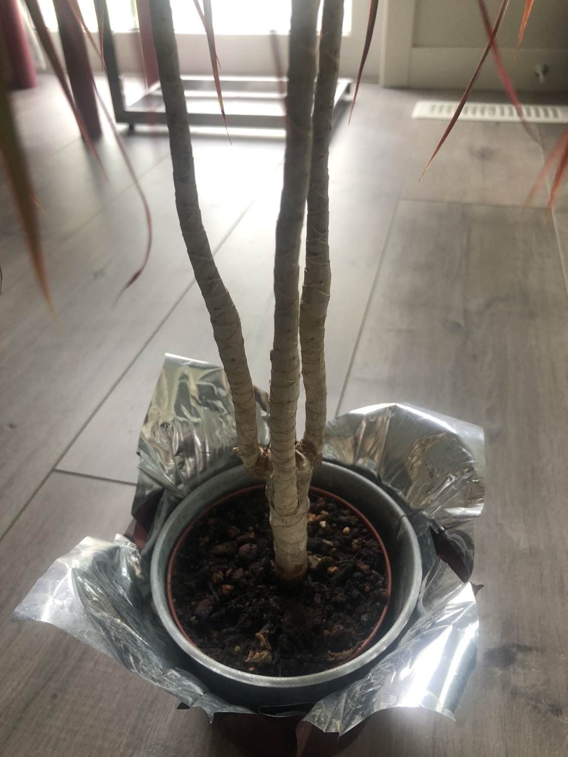 **Dragon Tree (Dracaena marginata) Plant** - photo 4